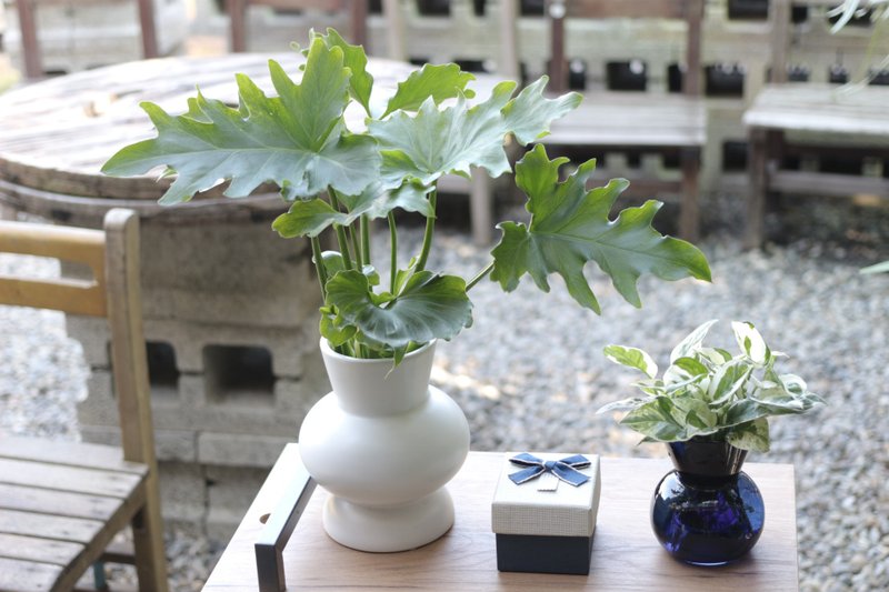 水培植栽│小天使蔓綠絨_室內植物 辦公室盆栽 店內布置 送禮 - 盆栽/植栽 - 陶 