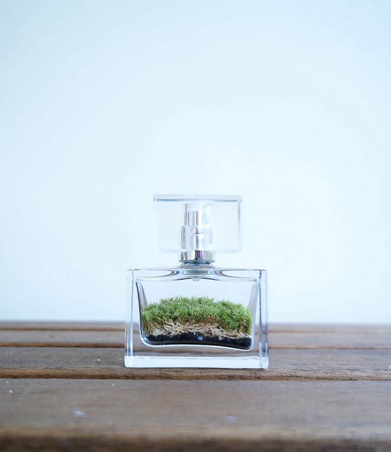 Perfume bottle moss potted plant - Plants - Glass Green