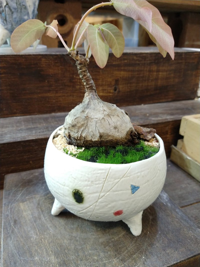 Plant Pot กระถางต้นไม้ - ตกแต่งต้นไม้ - ดินเผา ขาว