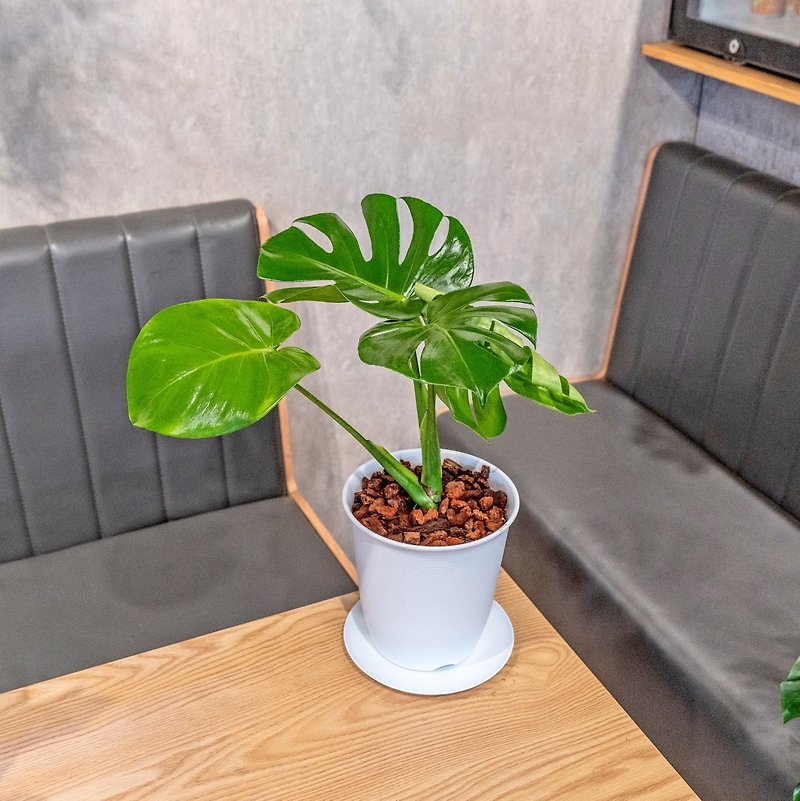Turtle taro 5-inch Japanese-style plastic pottery potted foliage plant - Plants - Plants & Flowers 