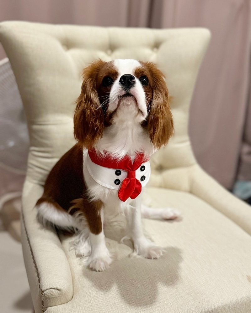 Scarf for dogs and cats, Chef model. - 項圈/牽繩 - 棉．麻 紅色