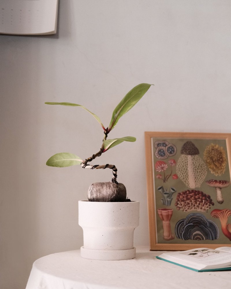 穗花棋盤腳/開幕盆栽/室內植栽/一物一拍 - 植栽/盆栽 - 植物．花 