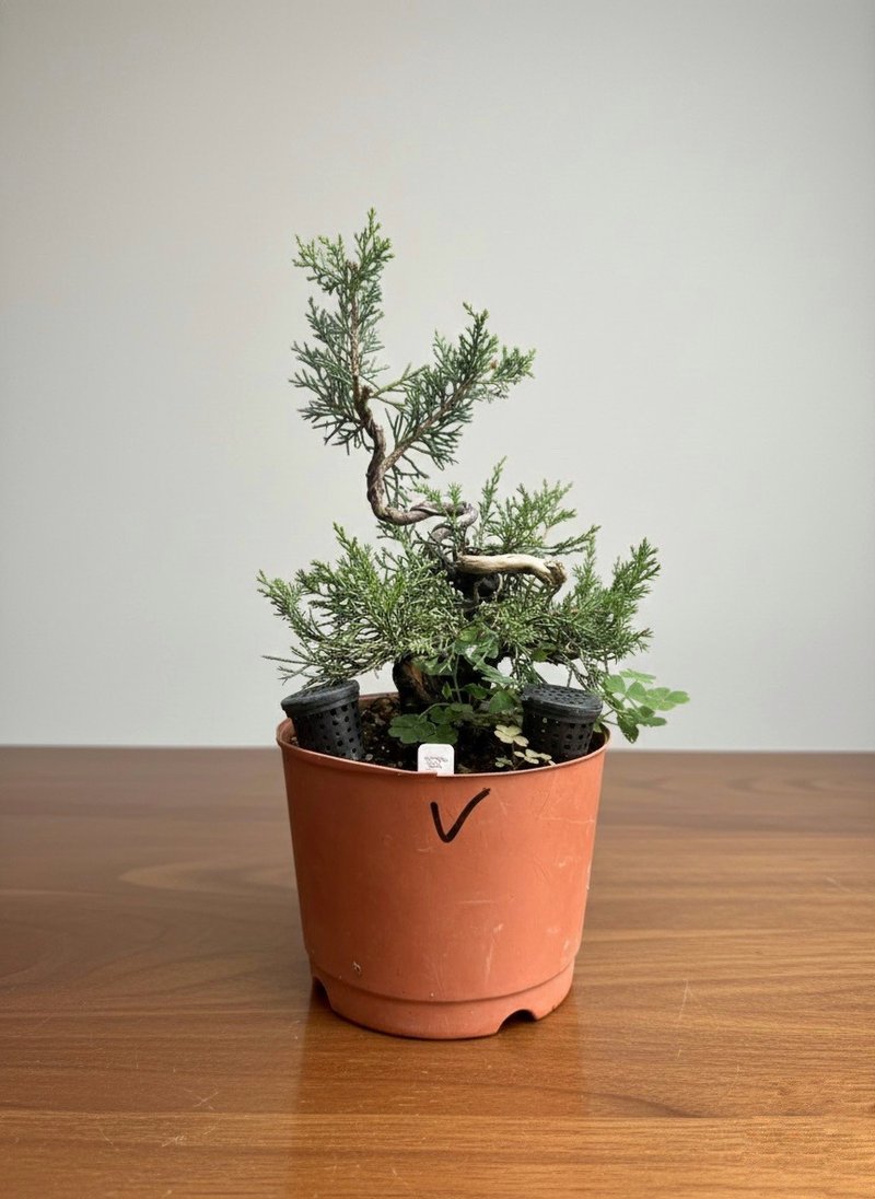 小品盆栽・糸魚川真柏 - 観葉植物 - 寄せ植え・花 