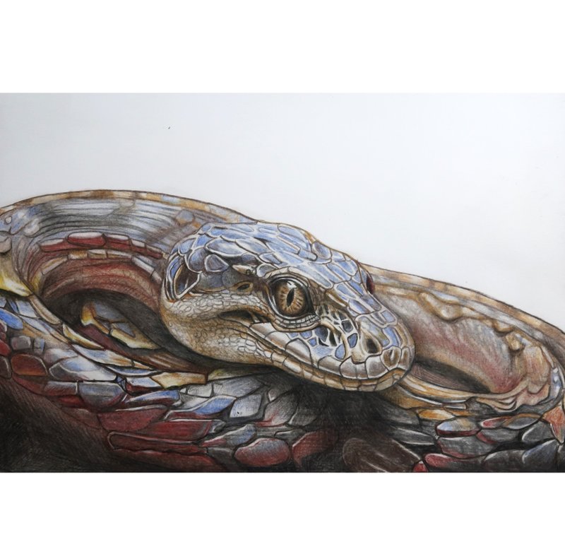 1.蛇畫(上架作品)  2.客製畫  3.縮時攝影 - 似顏繪/客製畫 - 紙 橘色