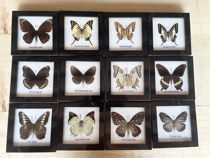12xFrame Real Beautiful Butterfly Insect Taxidermy Display Wall Mount HomeDecor - Wall Décor - Wood 