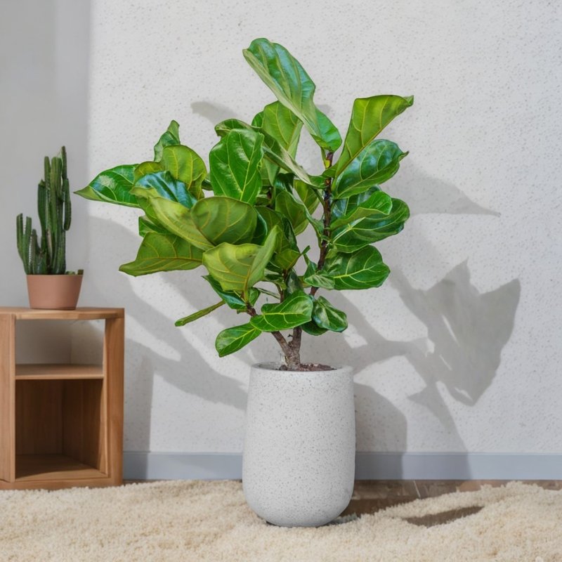 Double fiddleleaf fig Cement potted white terrazzo potted floor-standing potted plant large potted plant opening gift - ตกแต่งต้นไม้ - พืช/ดอกไม้ 