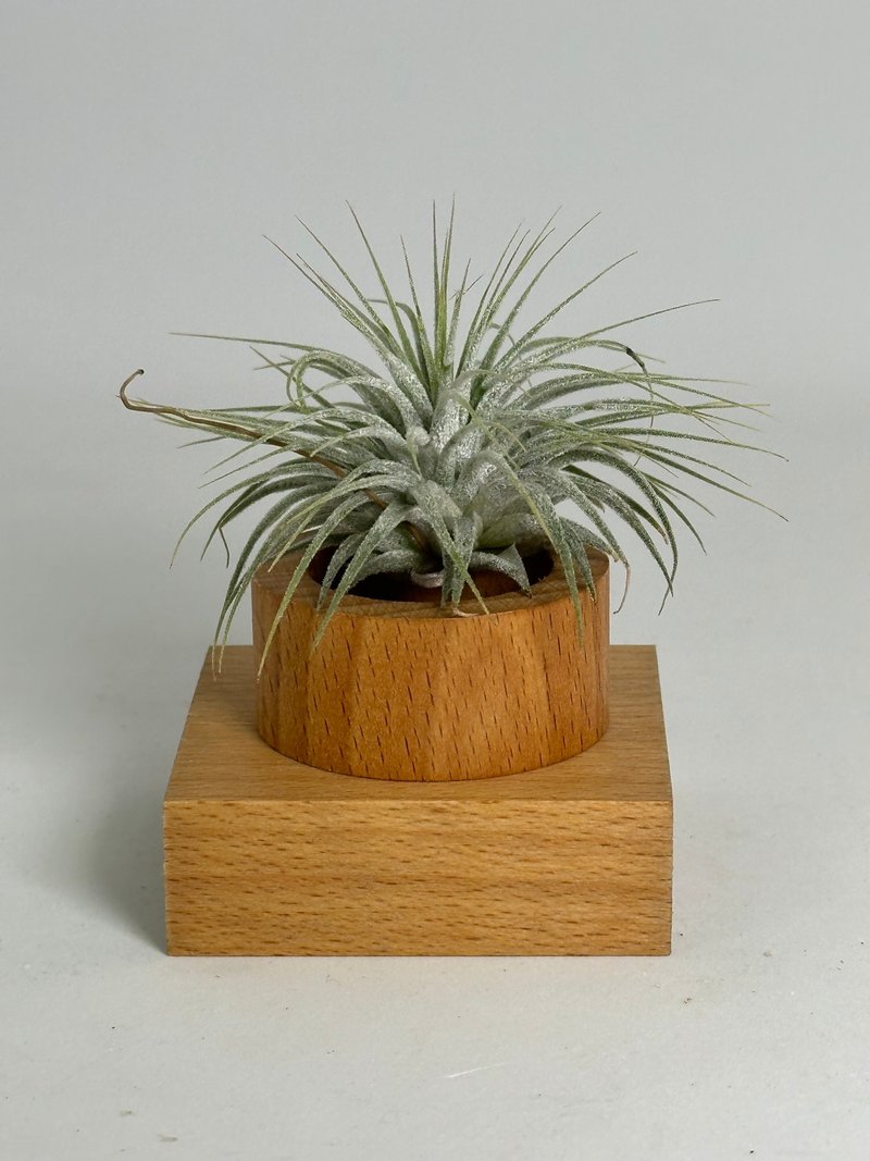 Independent wooden log air pineapple potted plant - Plants - Wood 