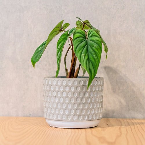 巧繪網植物館 肌肉普洛小盆栽 5寸水泥盆幾何圖形風格 桌上型室內植物推薦
