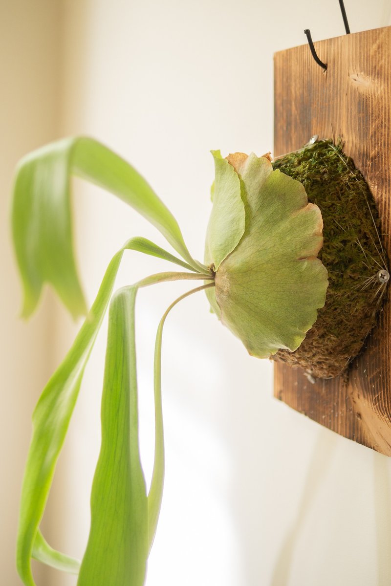 Javanese staghorn fern on the board gift congratulations planting indoor plants foliage rainforest - ตกแต่งต้นไม้ - ไม้ 