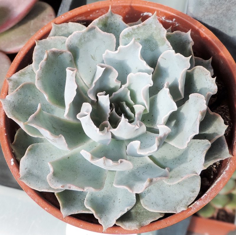 Buying Plants - Succulents Blue Heron - Plants - Plants & Flowers 