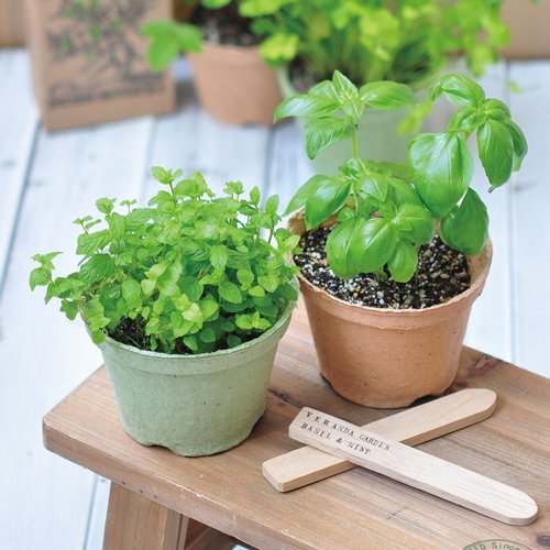 聖新陶芸 SEISHIN 【環保推薦】ECOT 環保可分解植栽組-花果類 / S
