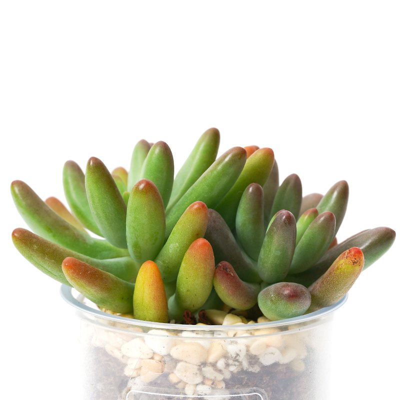 【Yachiyo】Succulent Plant Smart Pot | - ตกแต่งต้นไม้ - พืช/ดอกไม้ 