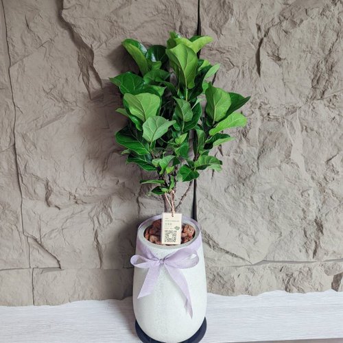 盆空間 Flower & Plant Studio 開幕首選盆栽-小水磨款琴葉榕