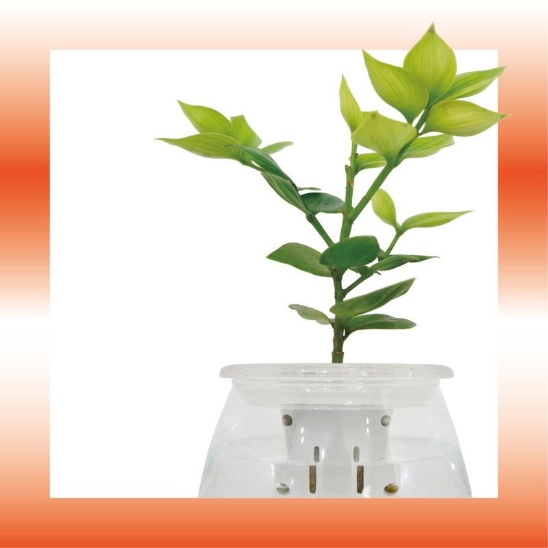 │ 玻璃系列 │ 竹柏 - 魚水共生 室內植物 水耕盆栽 - 盆栽/植栽 - 植物．花 
