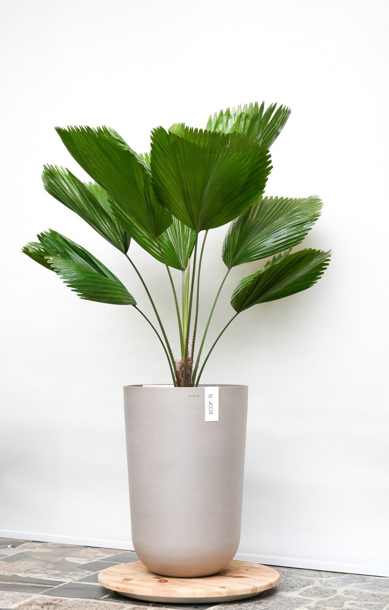 圓葉刺軸櫚│有植 Yuzhi - 盆栽/植栽 - 植物．花 