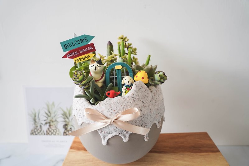 [Plants and Flowers] Big cute egg-shaped cactus succulent potted plant birthday gift opening promotion gift - Plants - Plants & Flowers 