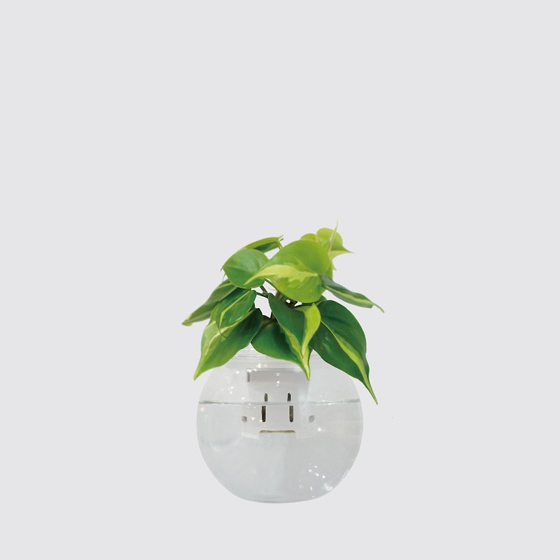 │ Glass Series│ Philodendron with Variegated Leaf - Hydroponic Potted Fish and Water Symbiosis Indoor Plant - Plants - Plants & Flowers 