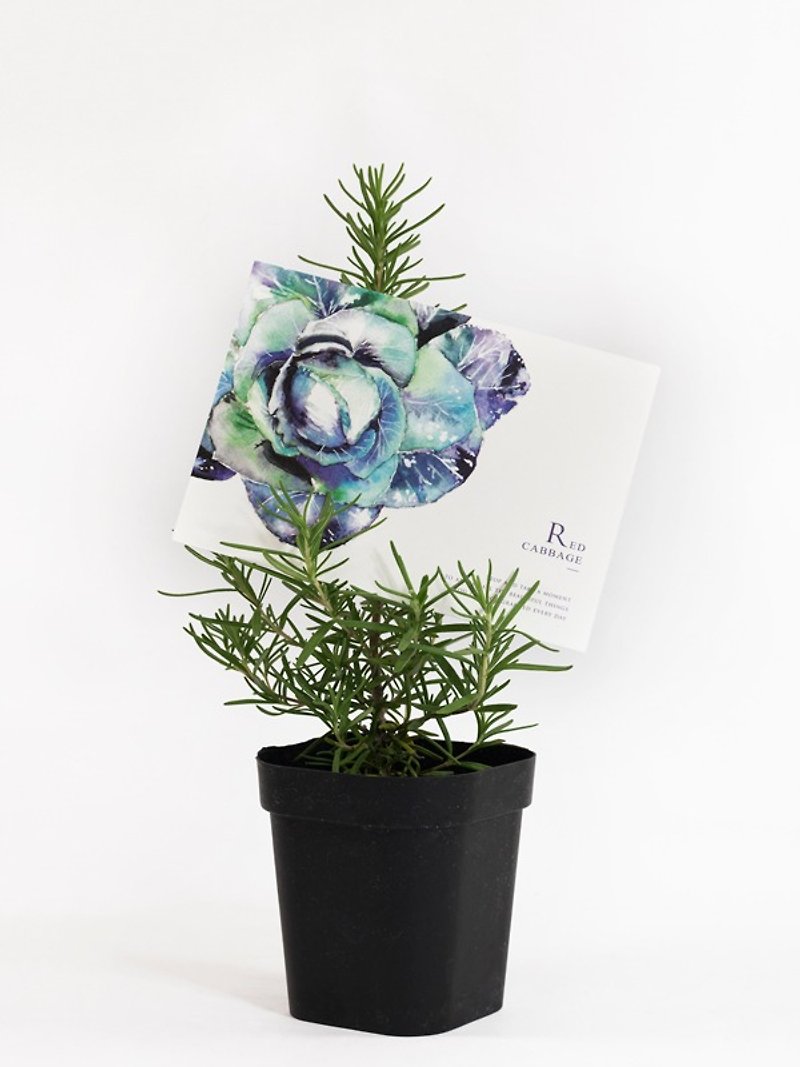 Purple cabbage vegetable watercolor postcard/card/gift/postcard - การ์ด/โปสการ์ด - กระดาษ ขาว