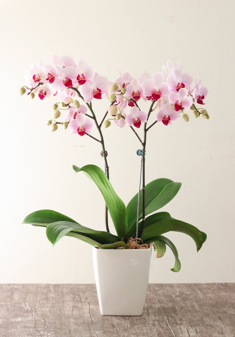 No. 1 Phalaenopsis | Single plant - ตกแต่งต้นไม้ - พืช/ดอกไม้ สึชมพู