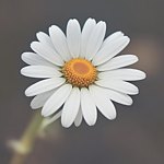 แบรนด์ของดีไซเนอร์ - Giria Gallery