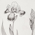 iris-garden