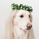 デザイナーブランド - Flower garland for wedding dog