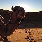 CamelHumpAtay DoorToMorocoo