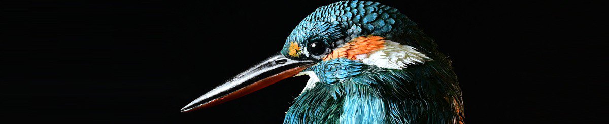  Designer Brands - stargazerwork