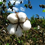 WILDGREEN Organic Cotton