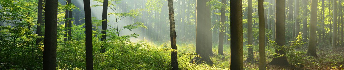 木雕森林