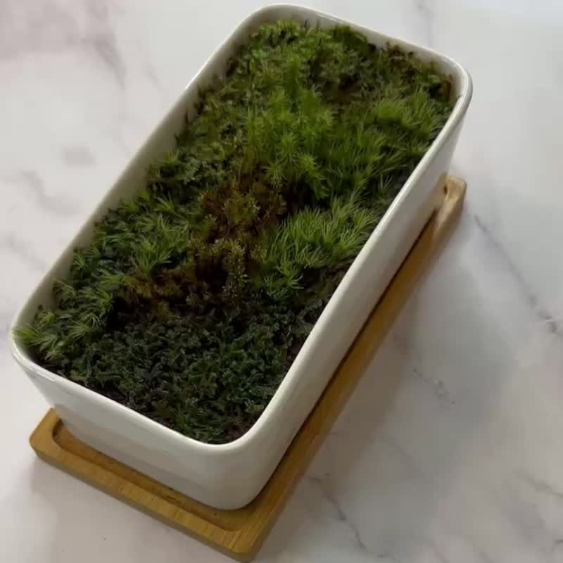 個性化苔蘚裝飾- 靜謐之美 / 客製化 / 開幕盆栽 / 送禮 - 盆栽/植栽 - 植物．花 