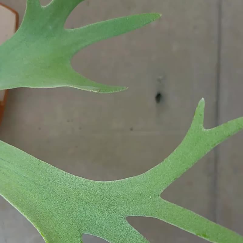 宙斯盾粗陶植板 手工原創植板鹿角蕨板板植陶板植物掛板 - 盆栽/植栽 - 陶 