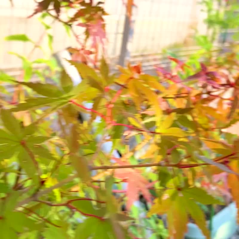 silkmaster × Ritomaori  Skateboards - โปสเตอร์ - ไม้ หลากหลายสี