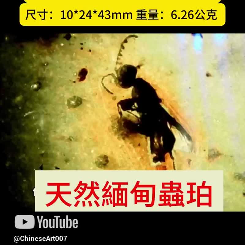 天然緬甸琥珀 蟲珀 6.26克 Amber 水滴型 金珀 原石 琥珀 白堊紀 - 頸鏈 - 半寶石 金色