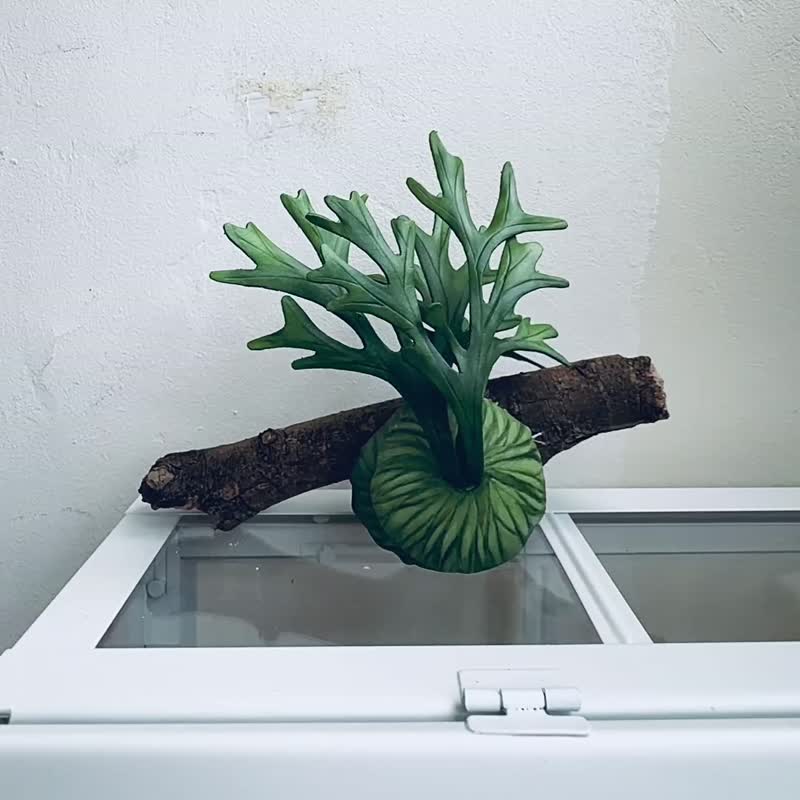 亞猴皮革鹿角蕨 - 植栽/盆栽 - 真皮 綠色