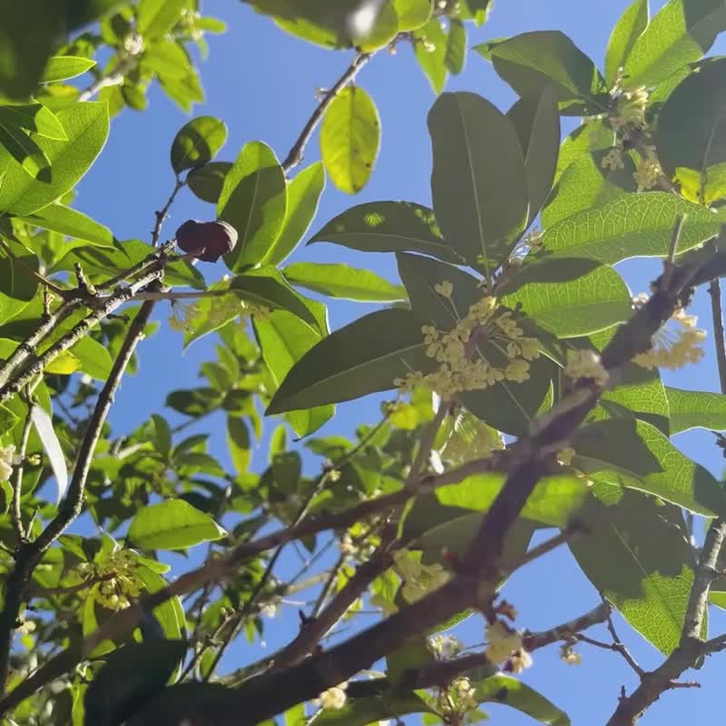 NEW試香*招貴人淨化必備 精油能量噴霧隨行瓶 桂花 / 聖木 - 香氛/精油/擴香 - 精油 