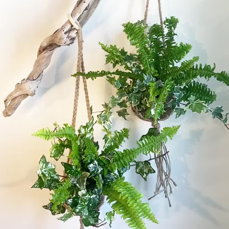 [Kidney Fern and Ivy Moss Ball] Indoor Plants/ Linen Hanging Net/Indoor Plants - ตกแต่งต้นไม้ - พืช/ดอกไม้ สีเขียว