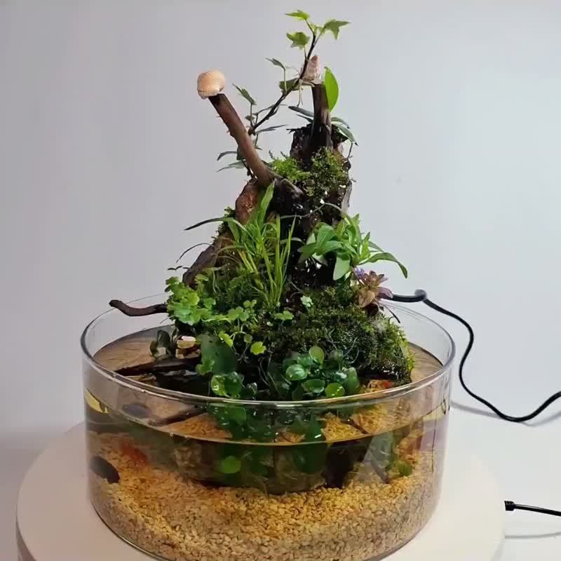 水陸生態缸 - 植栽/盆栽 - 玻璃 