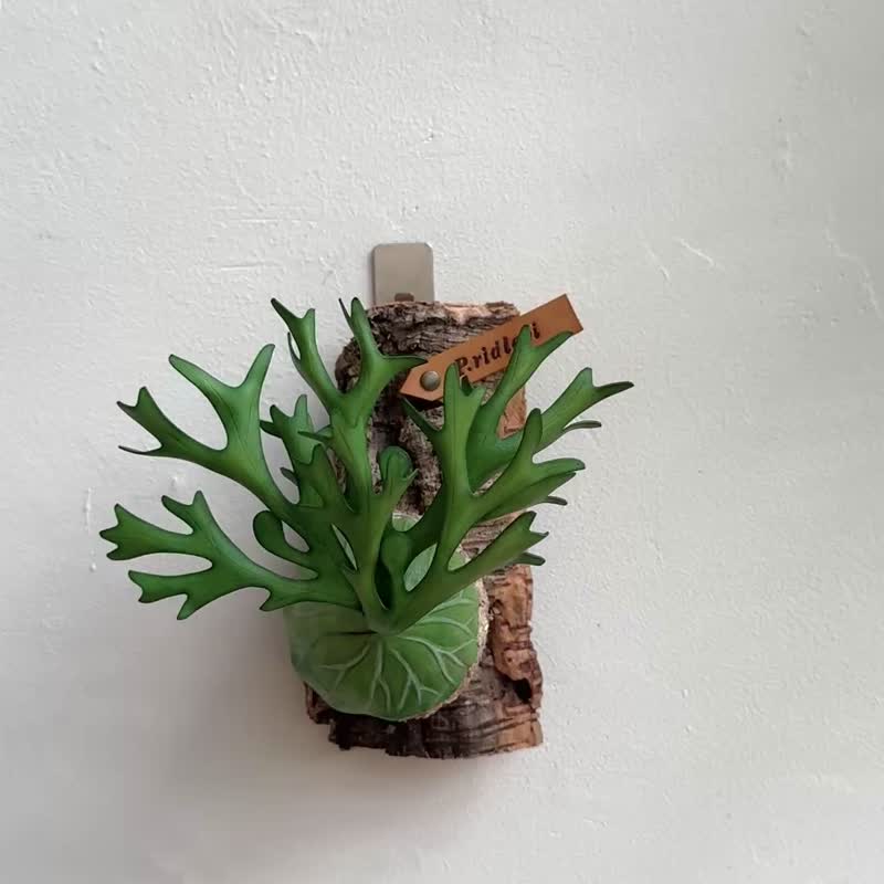 亞猴皮革鹿角蕨 - 盆栽/植栽 - 真皮 