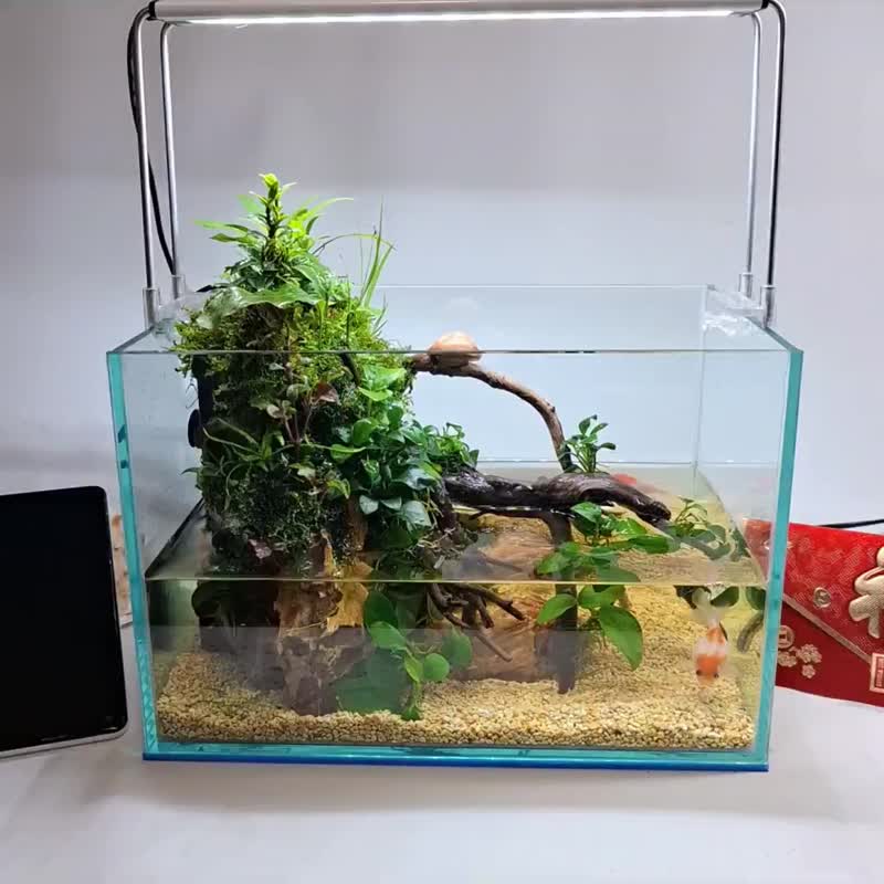 水陸生態缸 - 植栽/盆栽 - 玻璃 