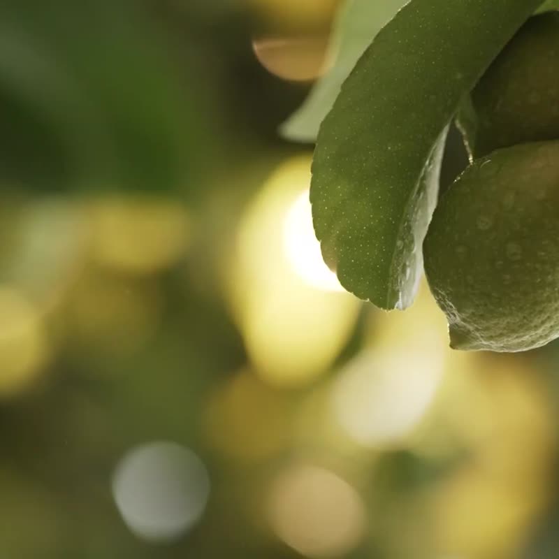 Nature Republic 溫和積雪草精華(敏弱肌專研)遮瑕氣墊 遮瑕底妝 - 妝前乳/粉底液 - 其他材質 