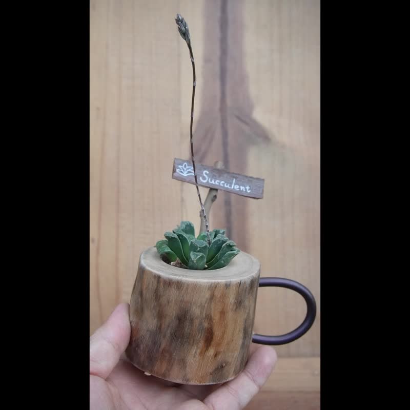 succulent in cup - ตกแต่งต้นไม้ - ไม้ 