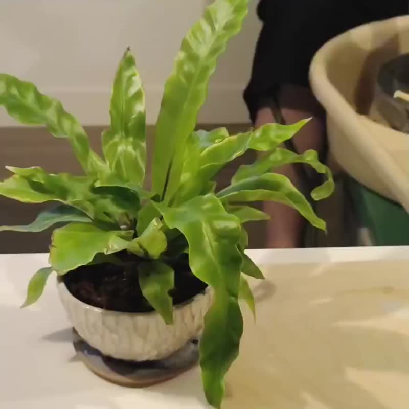 (手拉胚) 陶轉時光 x 拉胚手作與自我對話 半日閑-台北新北三重 - 陶藝/玻璃 - 陶 