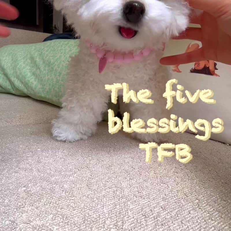 Bichon Frise dog realistic plush toy - 公仔/玩偶 - 其他材質 白色