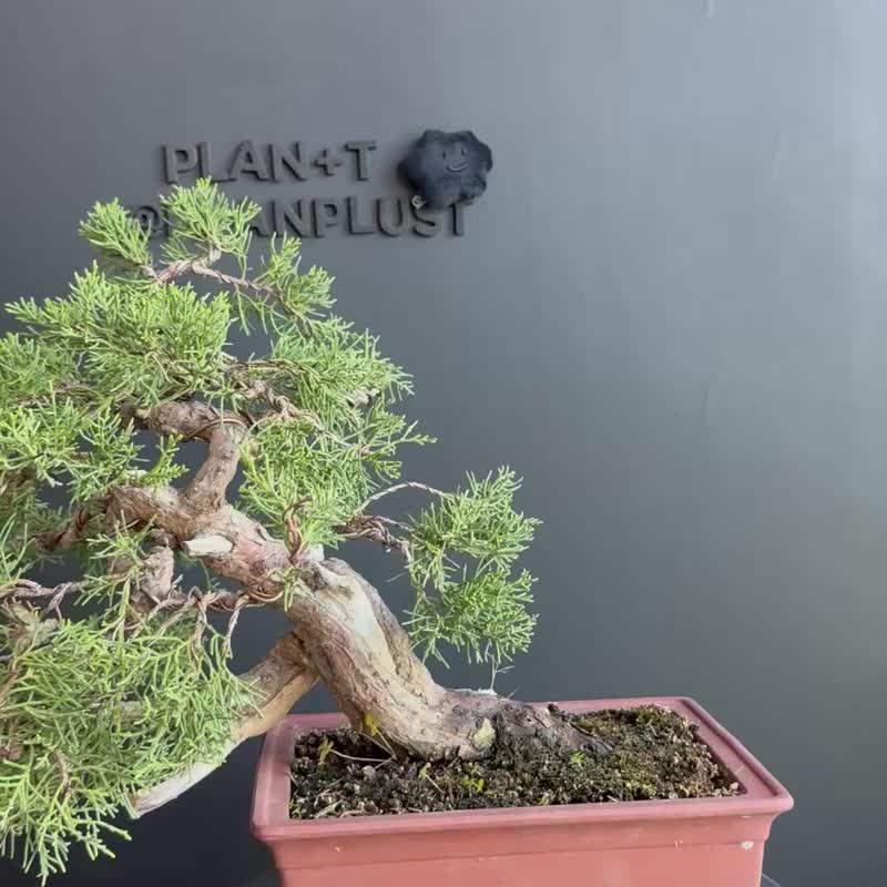 日本糸魚川真柏 植物 盆景 盆栽 bonsai 楓葉 塊根 多肉植物 - 植栽/盆栽 - 植物．花 綠色