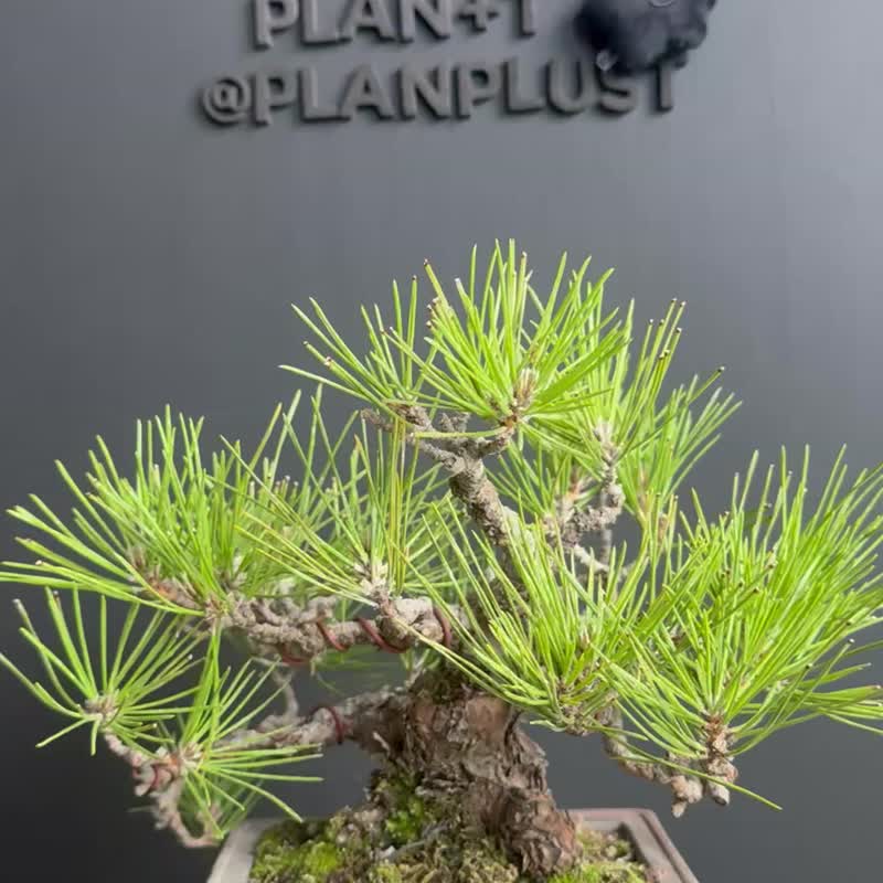 日本黑松 Black Pine - 植栽/盆栽 - 植物．花 綠色