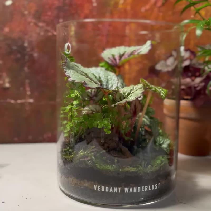 【生態缸－綠穹蒼】微景觀 室內植栽 禮物 辦公室擺設 - 盆栽/植栽 - 玻璃 綠色