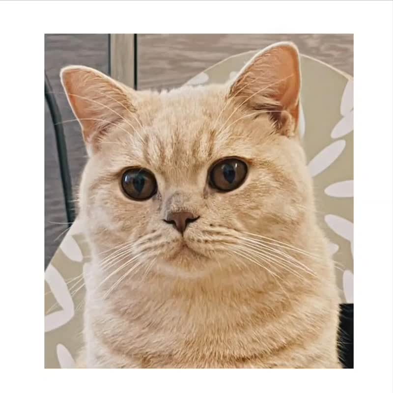 カスタマイズ] ペットの手描き | ブリティッシュショートヘア