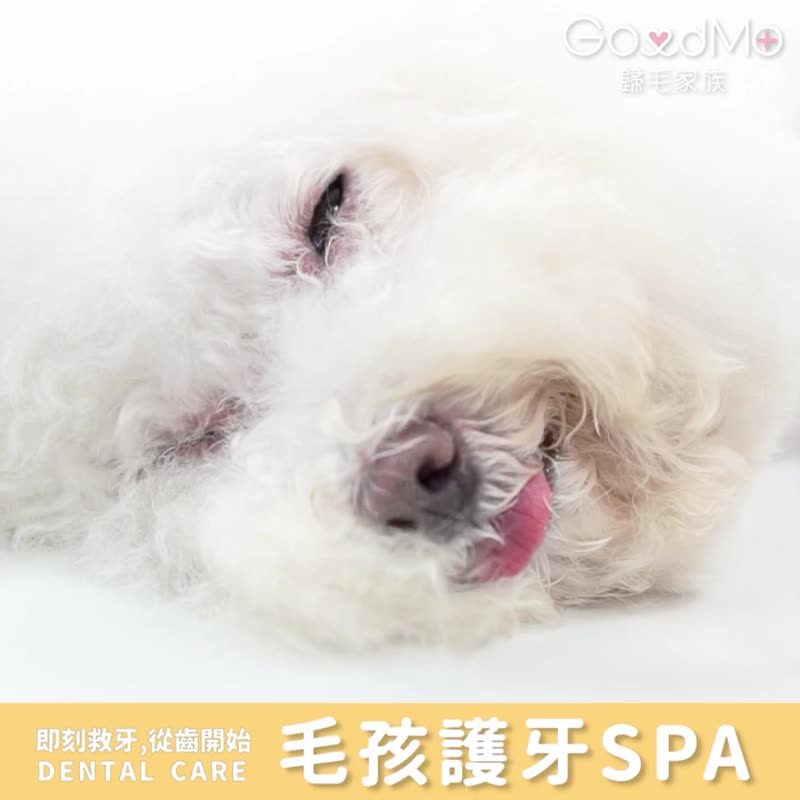 Pets have good teeth-Roll their teeth with spot-cleaning braces - อื่นๆ - วัสดุอื่นๆ 