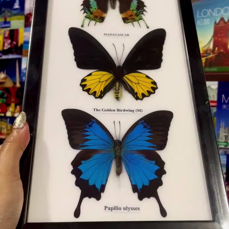 Collection Frame Butterfly Taxidermy Insect Wood Frame Portrait Display Home Dec - Items for Display - Acrylic 
